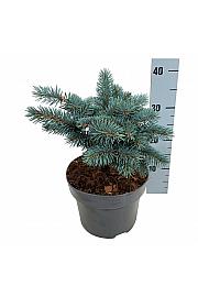 Picea pungens Karpaten C4 Lit. 20-25 cm