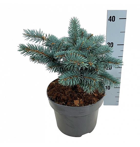 Picea pungens Karpaten C4 Lit. 20-25 cm