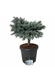 Picea pungens Karpaten C30 Lit. Na steblu 40 cm; Krošnja 60/70 cm