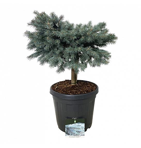 Picea pungens Karpaten C30 Lit. Na steblu 40 cm; Krošnja 60/70 cm