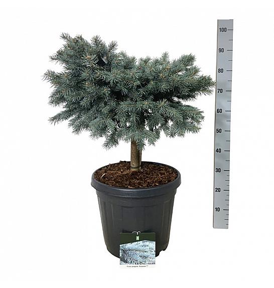 Picea pungens Karpaten C30 Lit. Na steblu 40 cm; Krošnja 60/70 cm