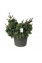 Picea pungens Lucky Strike C230 Lit. 125-150 cm; Soliter