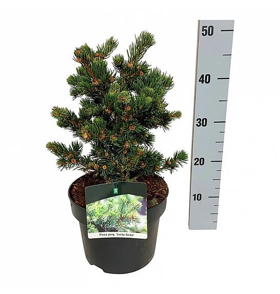 Picea pungens Lucky Strike C5 Lit. 25-30 cm