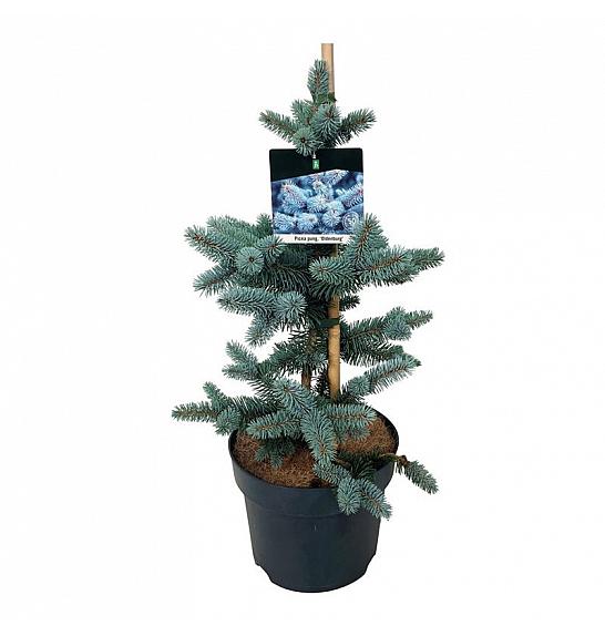Picea pungens Oldenburg C7,5 Lit. 40-50 cm