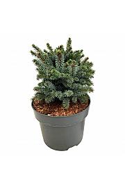 Picea sitchensis Midget C4 Lit. 20-25 cm