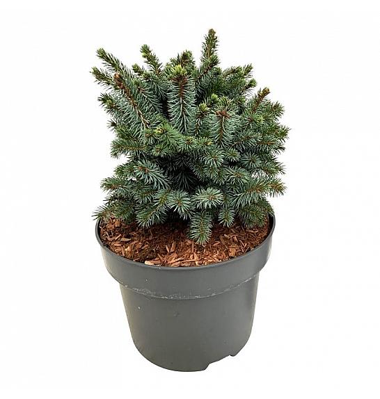 Picea sitchensis Midget C4 Lit. 20-25 cm
