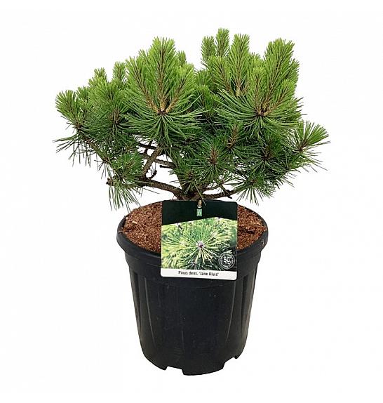 Pinus densiflora Jane Kluis C15 Lit. 50-60 cm