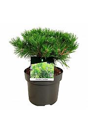 Pinus densiflora Low Glow C4 Lit. 30-40 cm