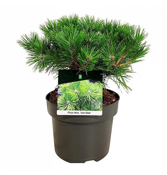 Pinus densiflora Low Glow C4 Lit. 30-40 cm