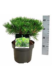 Pinus densiflora Low Glow C4 Lit. 30-40 cm