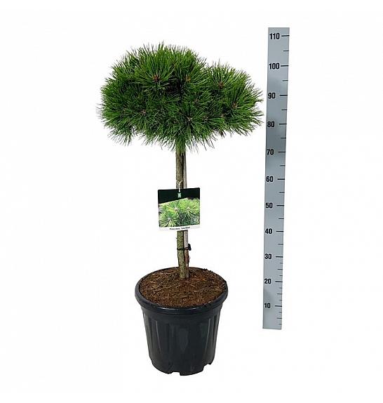 Pinus densiflora Low Glow C15 Lit. Na steblu 60 cm; Krošnja 40/50 cm