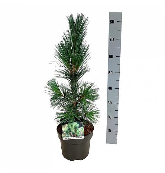Pinus flexis Vanderwolfs Pyramid C4 Lit. 40-50 cm