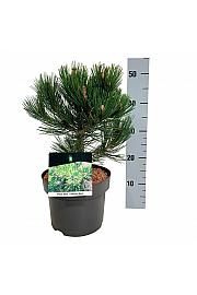 Pinus heldreichii Compact Gem C4 Lit. 25-30 cm