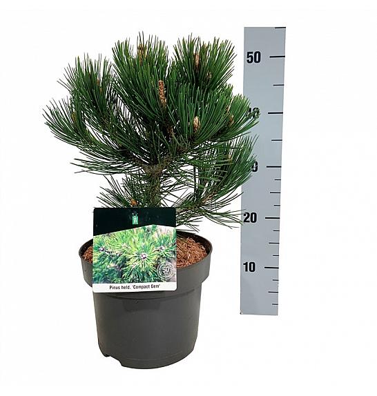 Pinus heldreichii Compact Gem C4 Lit. 25-30 cm