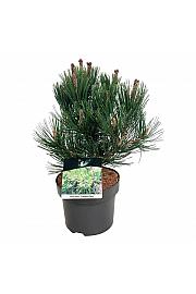 Pinus heldreichii Compact Gem C4 Lit. 30-40 cm