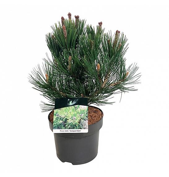 Pinus heldreichii Compact Gem C4 Lit. 30-40 cm