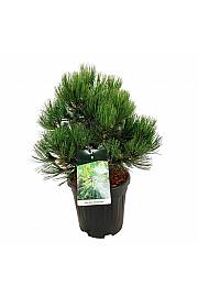 Pinus heldreichii Compact Gem C15 Lit. 40-50 cm