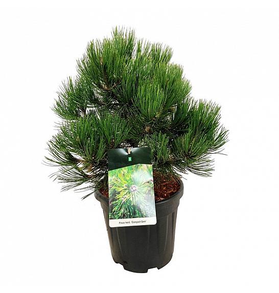Pinus heldreichii Compact Gem C15 Lit. 40-50 cm