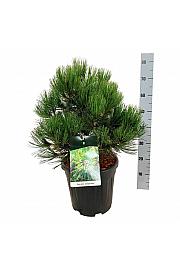 Pinus heldreichii Compact Gem C15 Lit. 40-50 cm