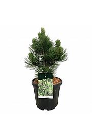 Pinus heldreichii Malinki C15 Lit. 40-50 cm