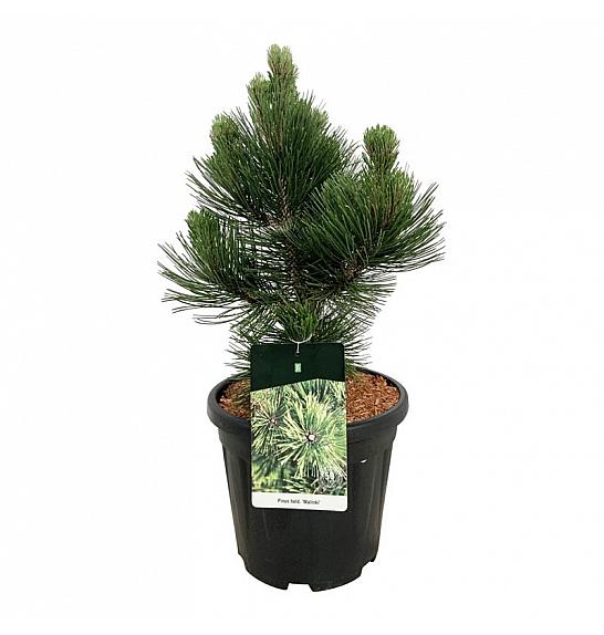 Pinus heldreichii Malinki C15 Lit. 40-50 cm