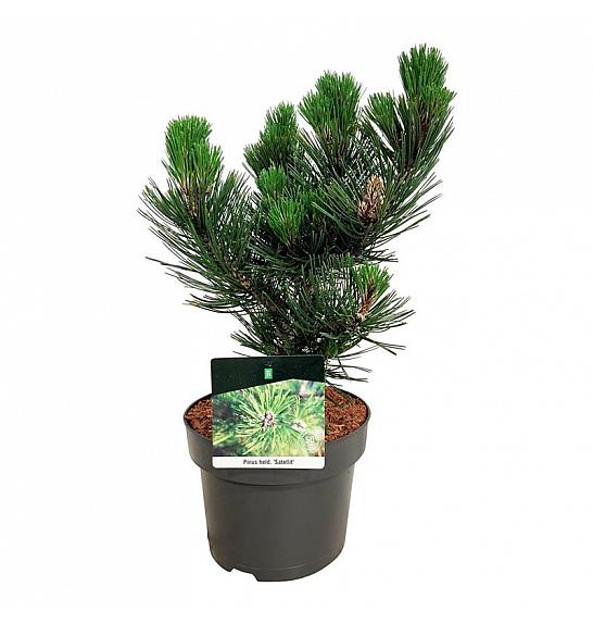 Pinus heldreichii Satellit C4 Lit. 25-30 cm