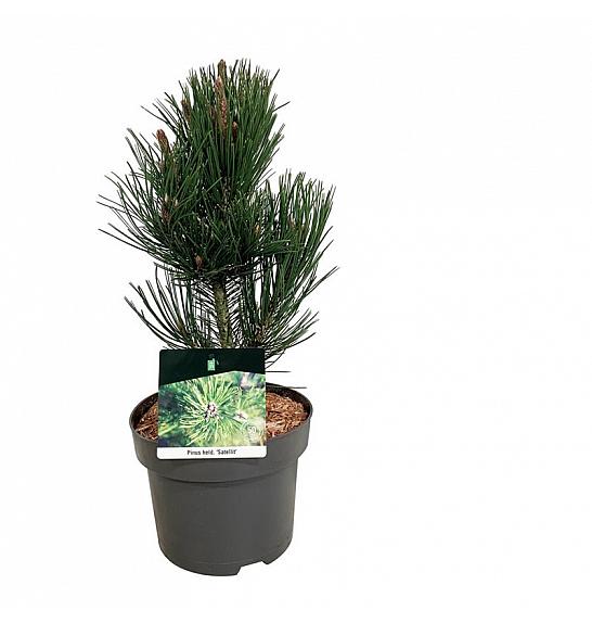 Pinus heldreichii Satellit C4 Lit. 30-40 cm