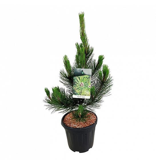Pinus heldreichii Satellit C15 Lit. 60-80 cm