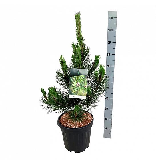 Pinus heldreichii Satellit C15 Lit. 60-80 cm