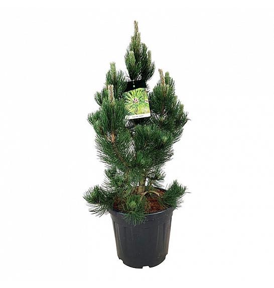 Pinus heldreichii Satellit C30 Lit. 60-80 cm extra