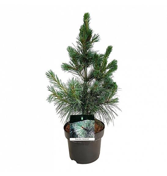Pinus monticola Ammerland C4 Lit. 40-50 cm