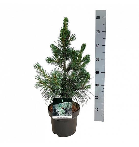 Pinus monticola Ammerland C4 Lit. 40-50 cm