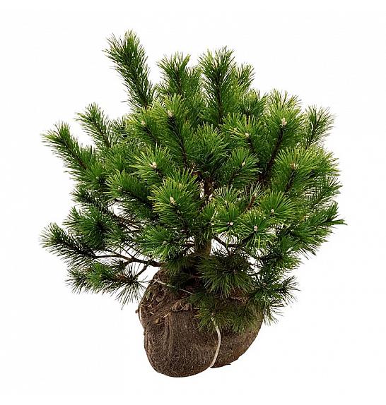 Pinus mugo bala 50-60 cm extra