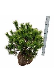 Pinus mugo bala 50-60 cm extra