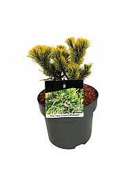 Pinus mugo Carstens Wintergold C4 Lit. 15-20 cm