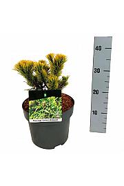 Pinus mugo Carstens Wintergold C4 Lit. 15-20 cm