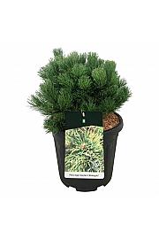 Pinus mugo Carstens Wintergold C15 Lit. 30-40 cm