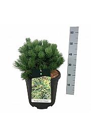 Pinus mugo Carstens Wintergold C15 Lit. 30-40 cm