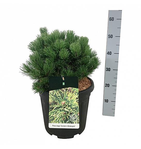 Pinus mugo Carstens Wintergold C15 Lit. 30-40 cm