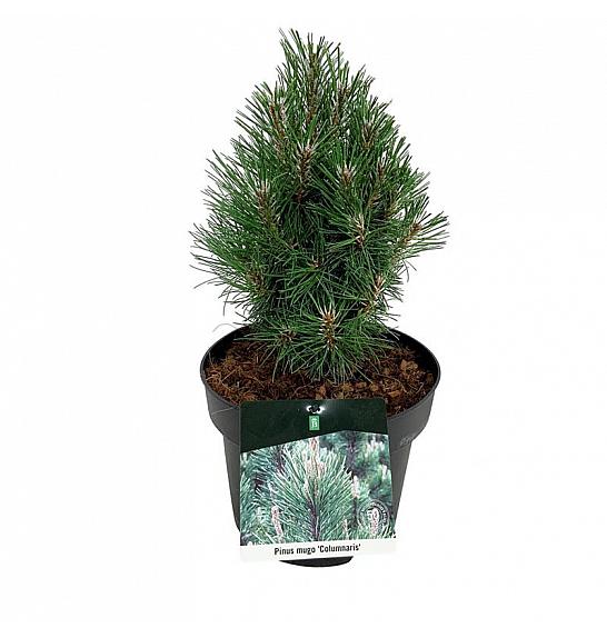 Pinus mugo Columnaris C4 Lit. 20-25 cm