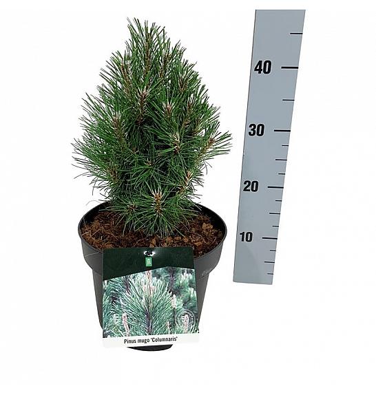 Pinus mugo Columnaris C4 Lit. 20-25 cm