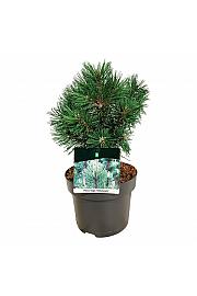 Pinus mugo Columnaris C4 Lit. 25-30 cm