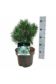 Pinus mugo Columnaris C4 Lit. 25-30 cm