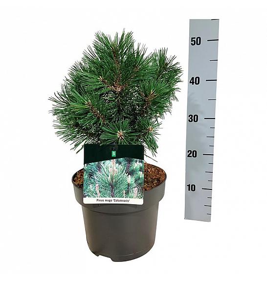 Pinus mugo Columnaris C4 Lit. 25-30 cm