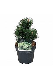 Pinus mugo Gnom C4 Lit. 15-20 cm