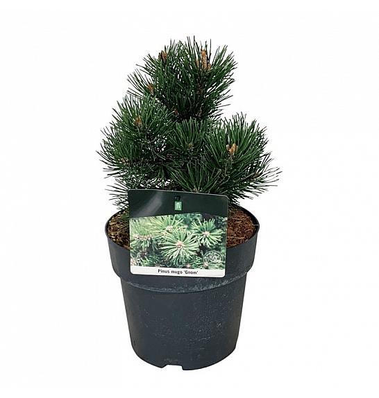 Pinus mugo Gnom C4 Lit. 15-20 cm