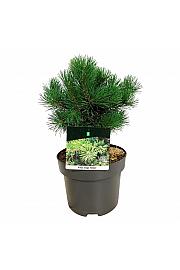 Pinus mugo Gnom C4 Lit. 20-25 cm