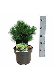 Pinus mugo Gnom C4 Lit. 20-25 cm
