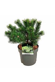 Pinus mugo Gnom C7,5 Lit. 25-30 cm