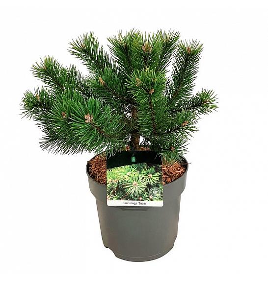Pinus mugo Gnom C7,5 Lit. 25-30 cm